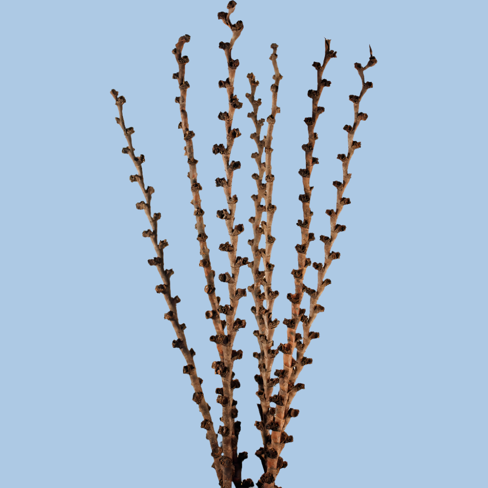 Curled Ladder Branch Natural