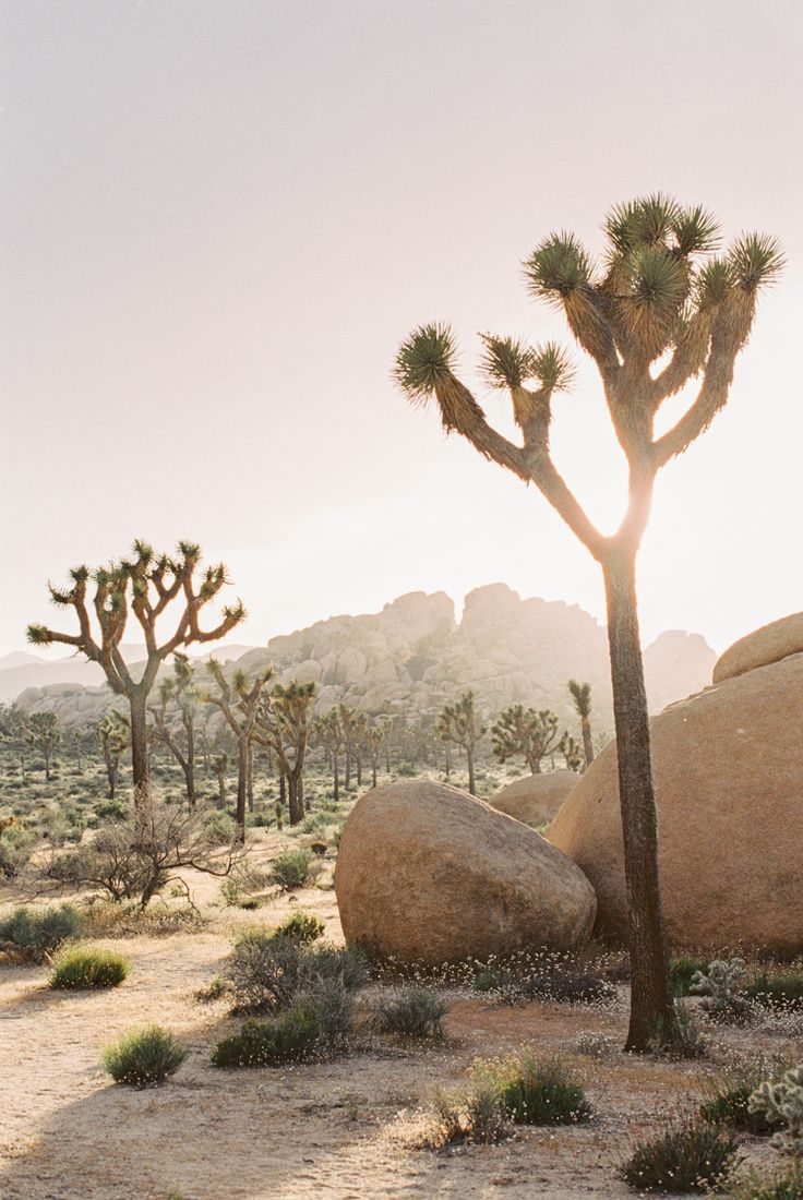 Joshua Tree National Park Candle