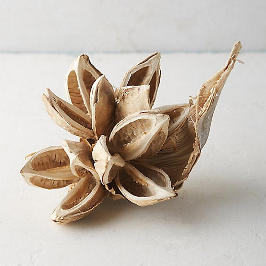 Bleached Star Pod