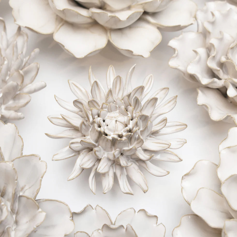 Ivory Spider Mum