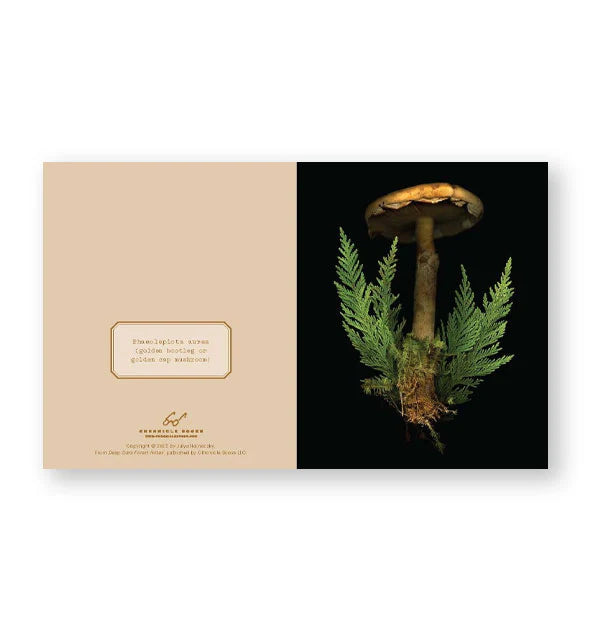 Deep Dark Forest Notecard Set