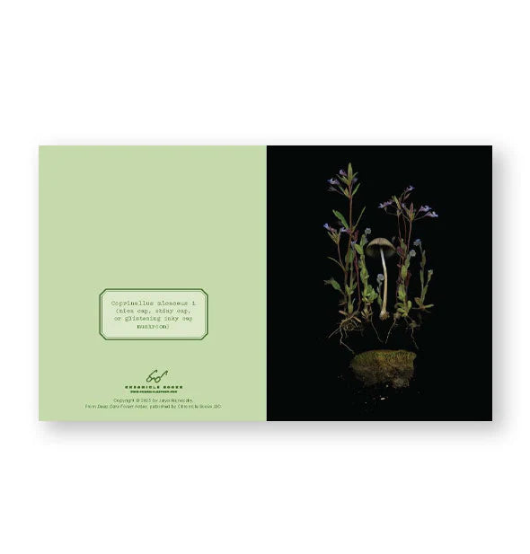 Deep Dark Forest Notecard Set