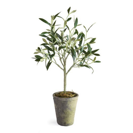 Olive Tree Potted