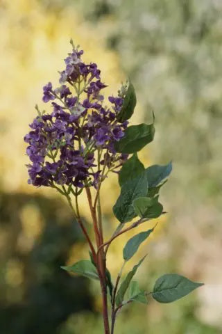 Mauve Long Lilac Stem