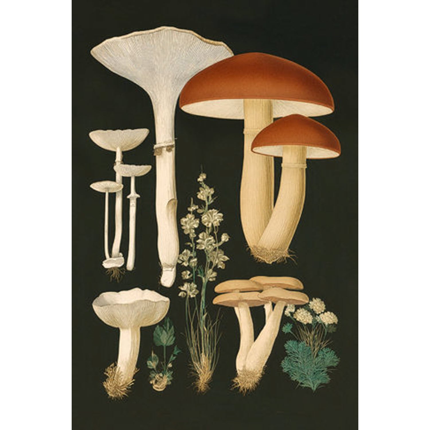 Mushroom Chart 2