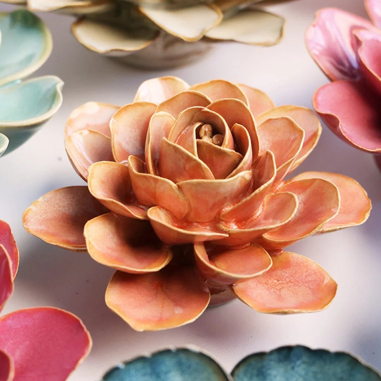 French Peach Pink Begonia