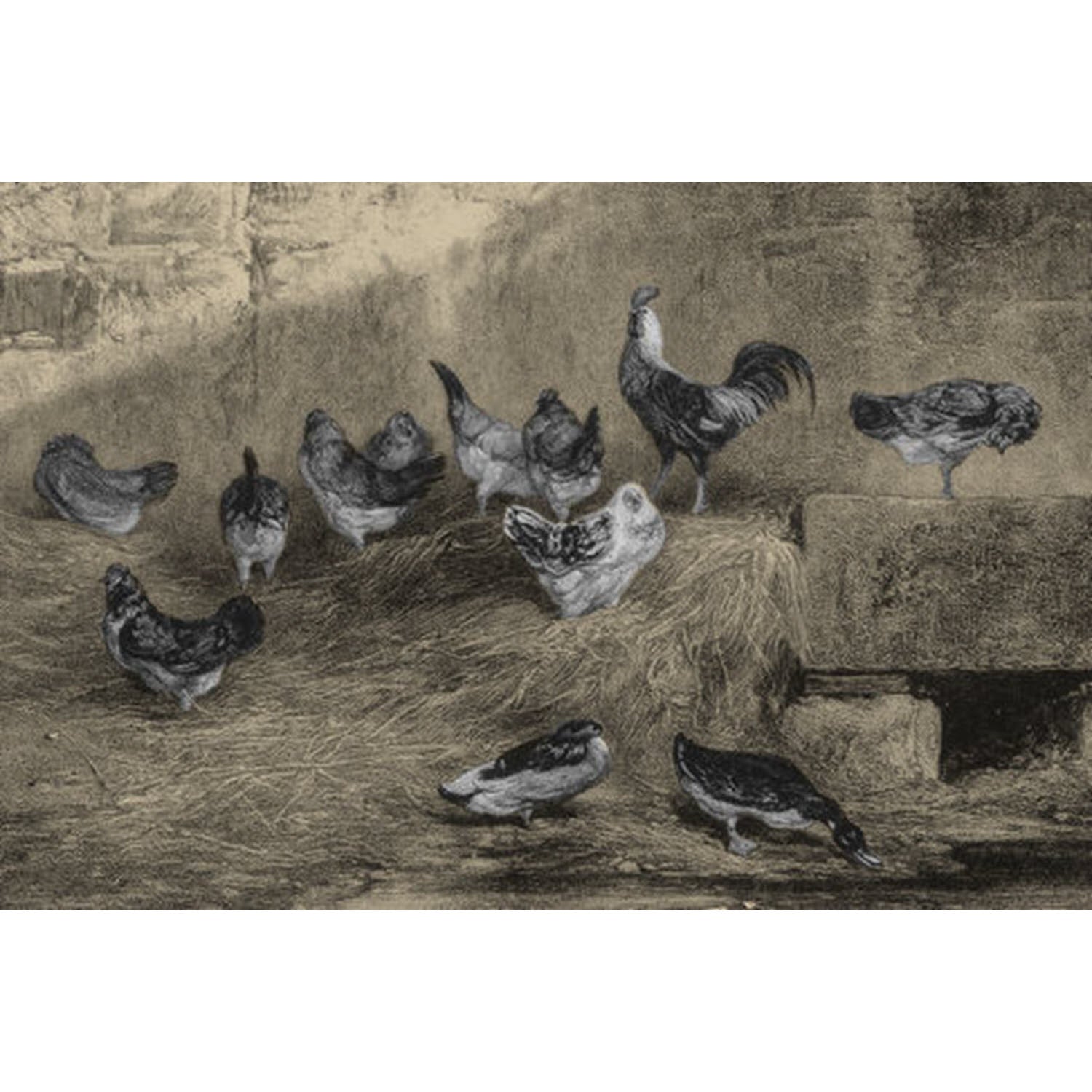 Rule the Roost