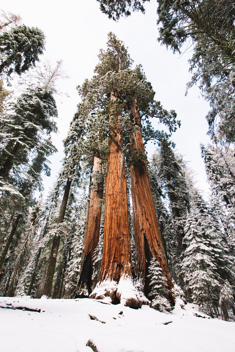 Kings Canyon National Park Candle