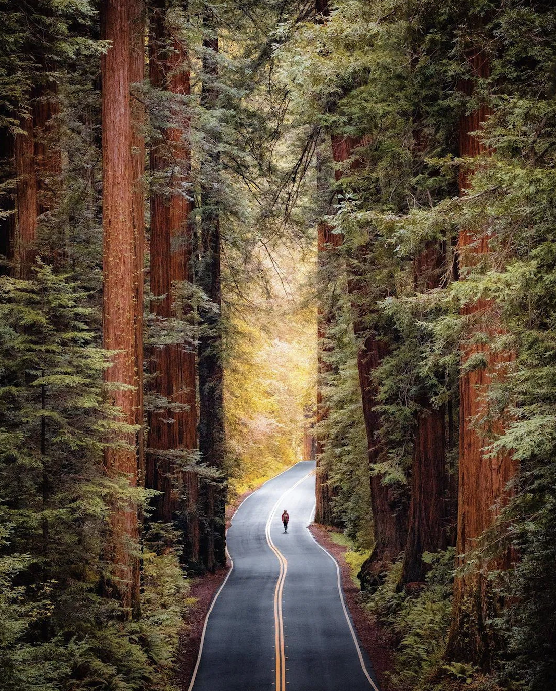 Redwood National Park Candle