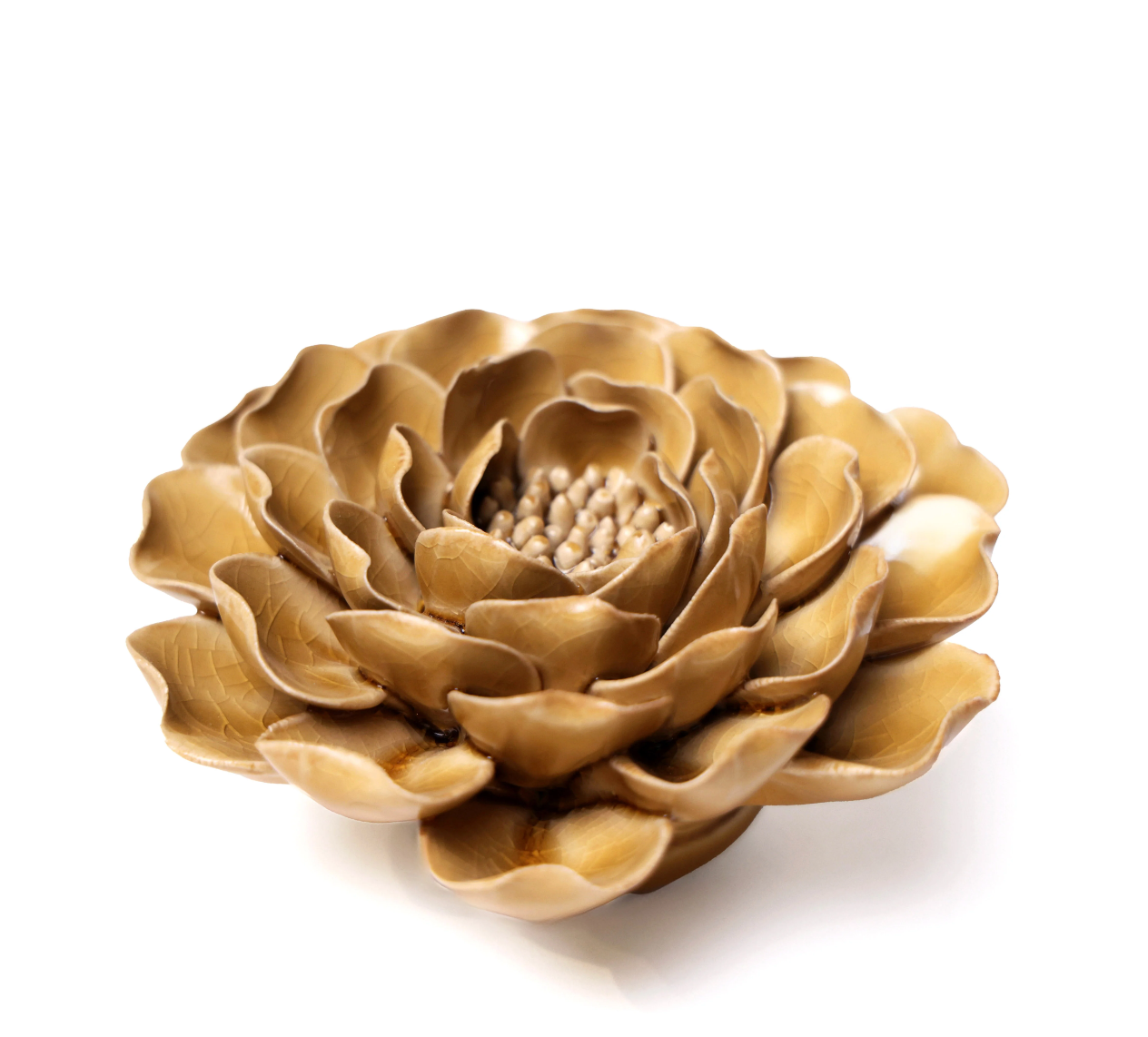 English Garden Caramel Charm Peony