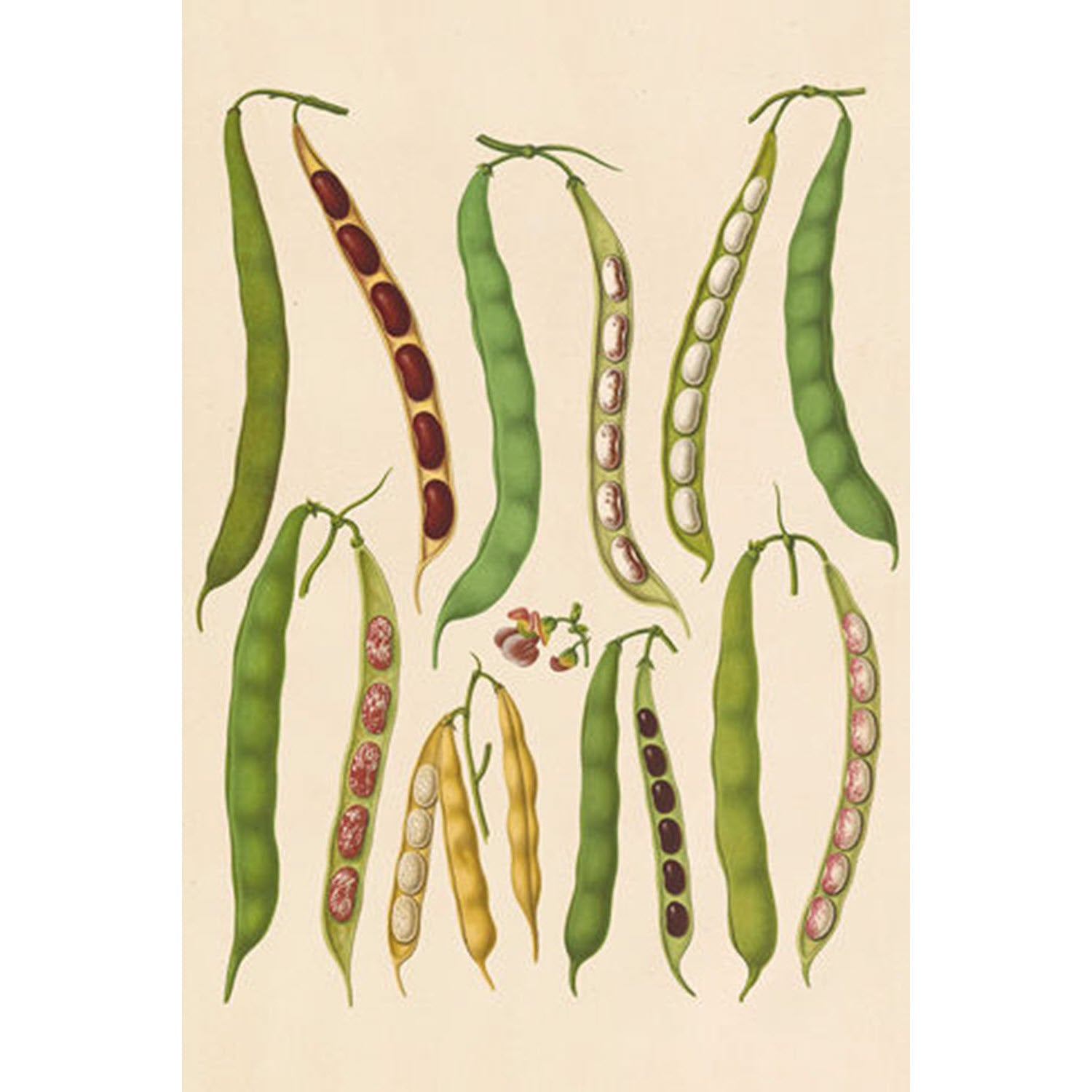 Simple Veggies Beans