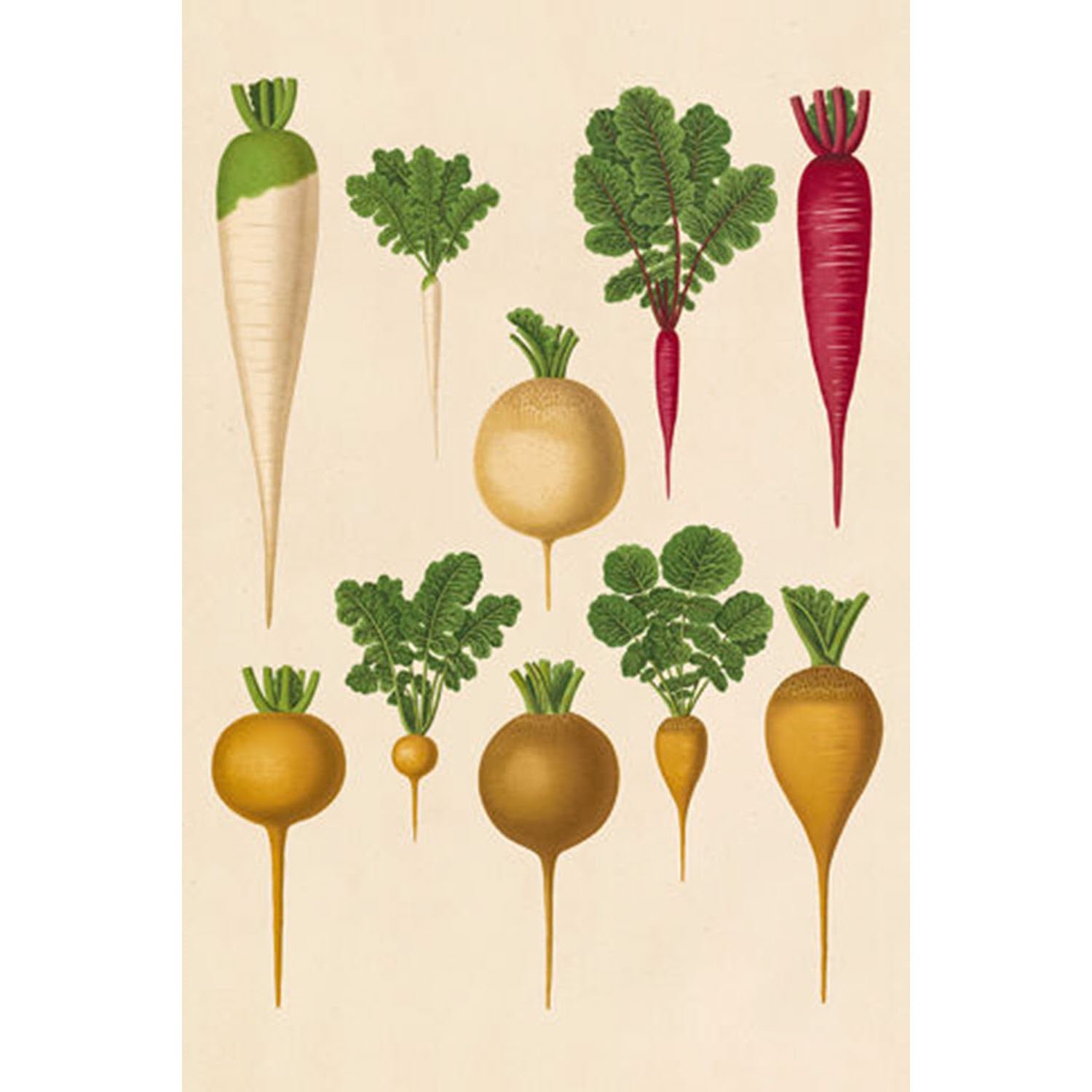 Simple Veggies Beets