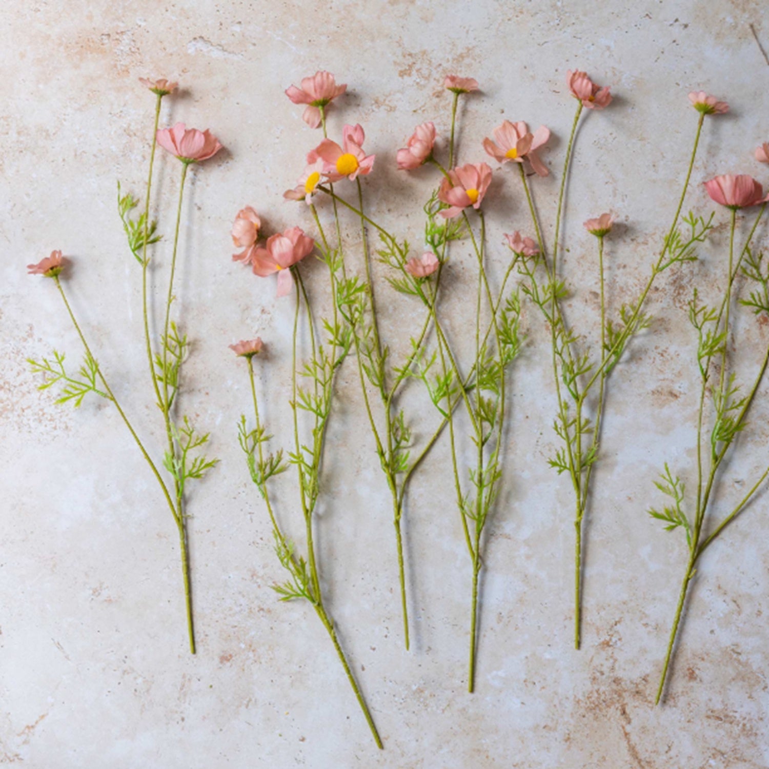 Soft Pink Meadow Cosmos