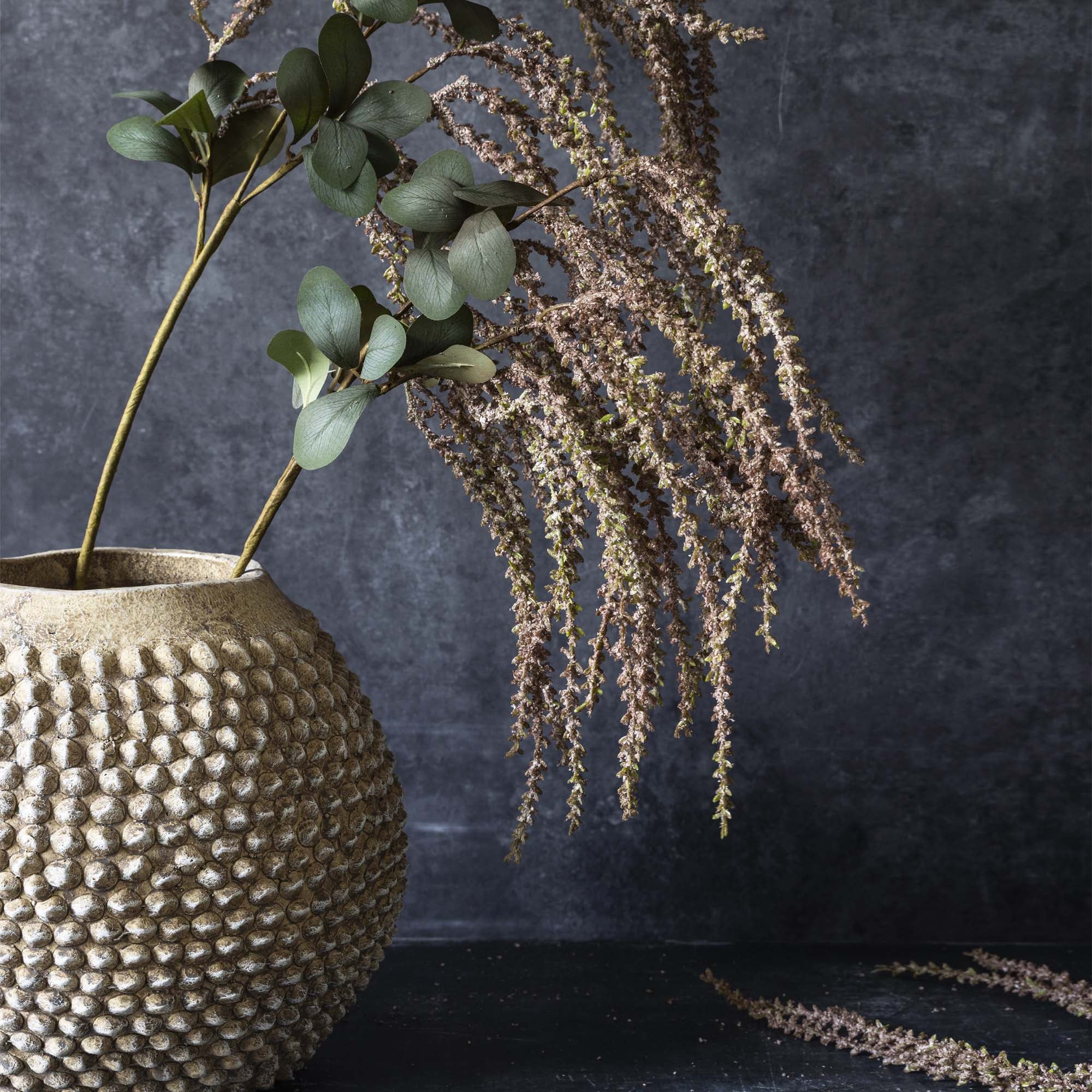 Amaranthus Blush