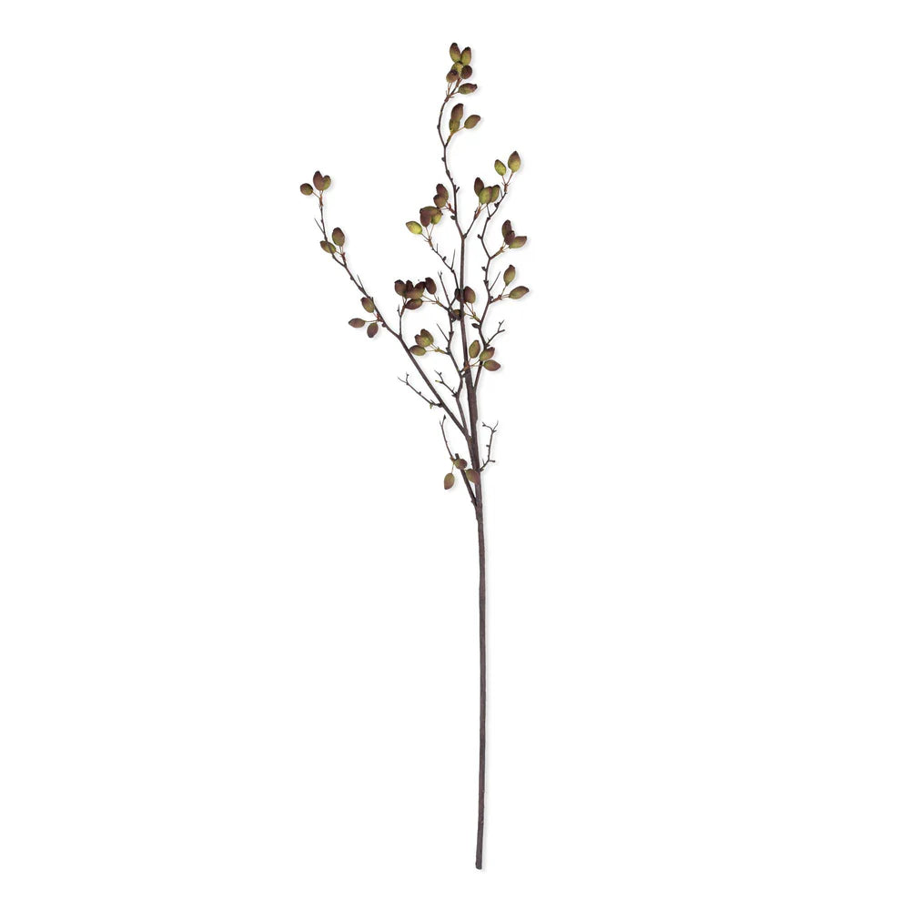 Barberry Stem