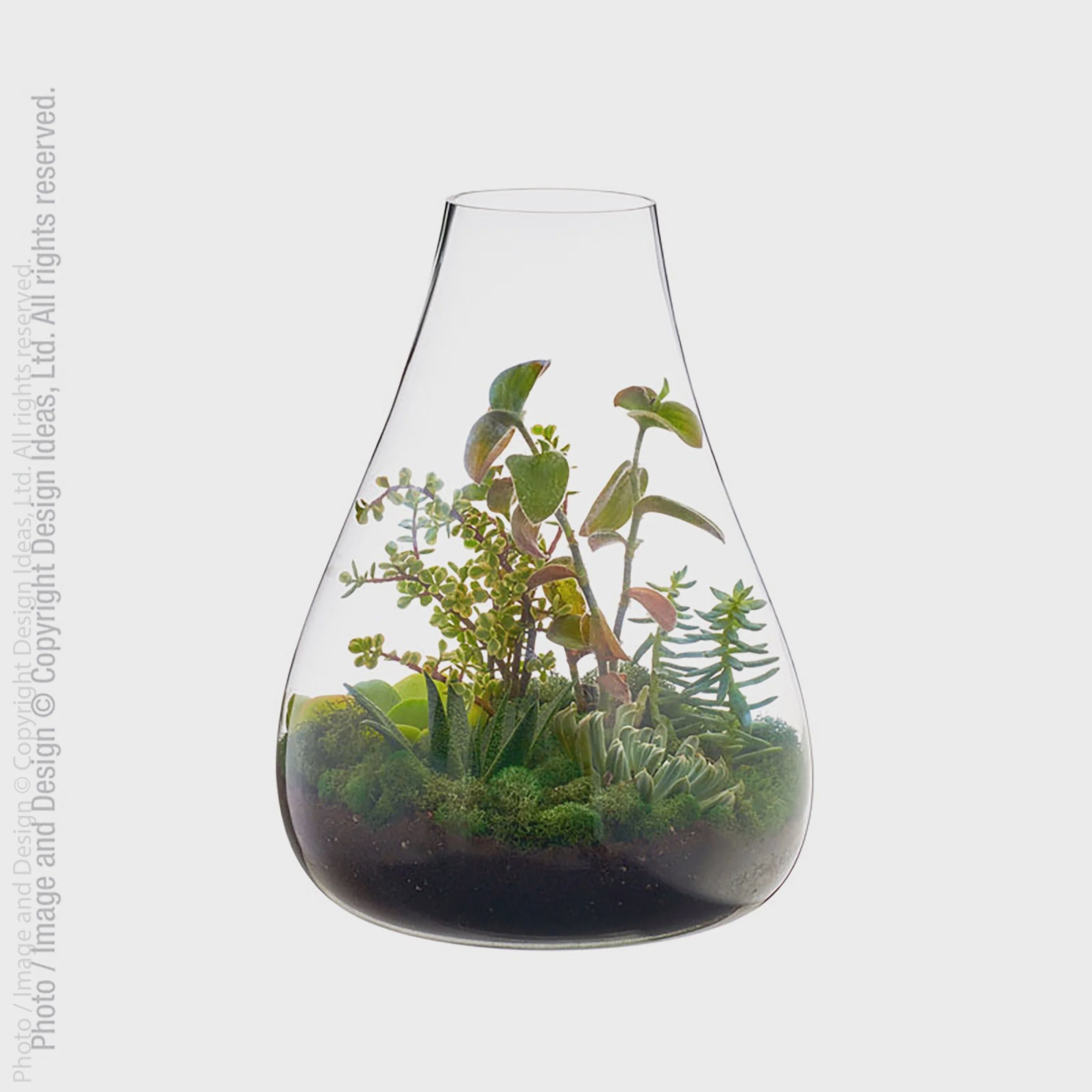 Boboli Terrarium