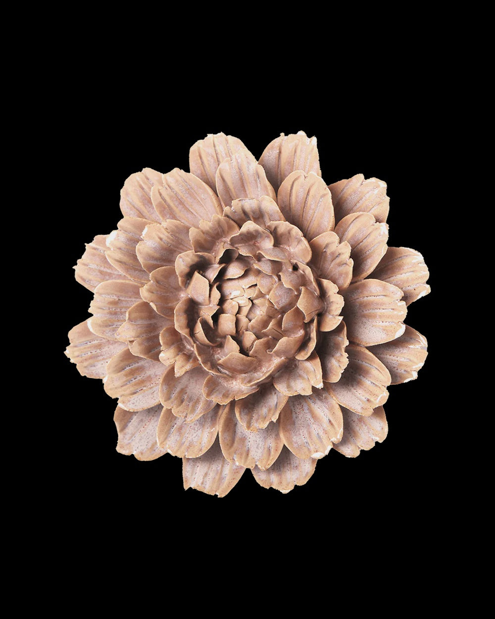 Pink Sand Marigold