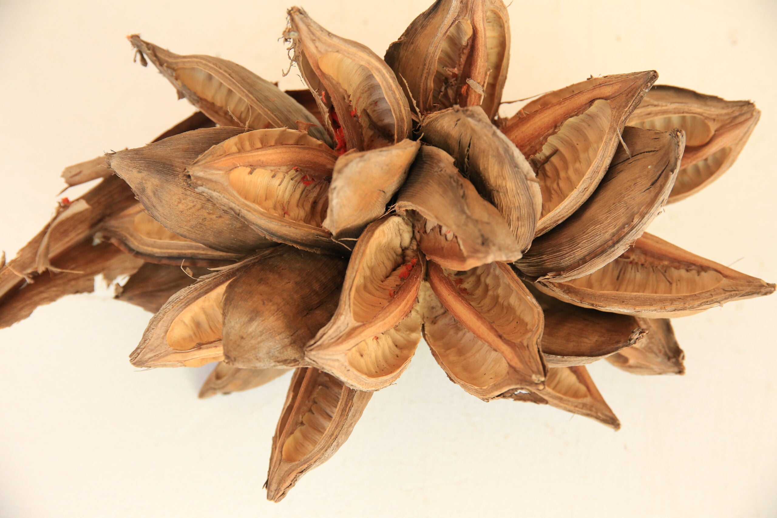 Bleached Star Pod