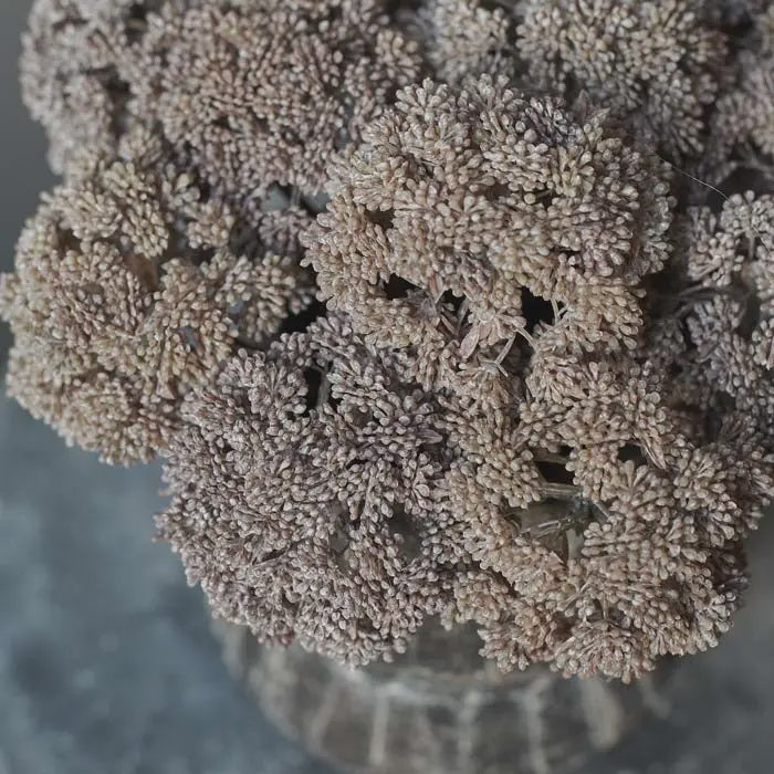 Sedum Cloud Stem