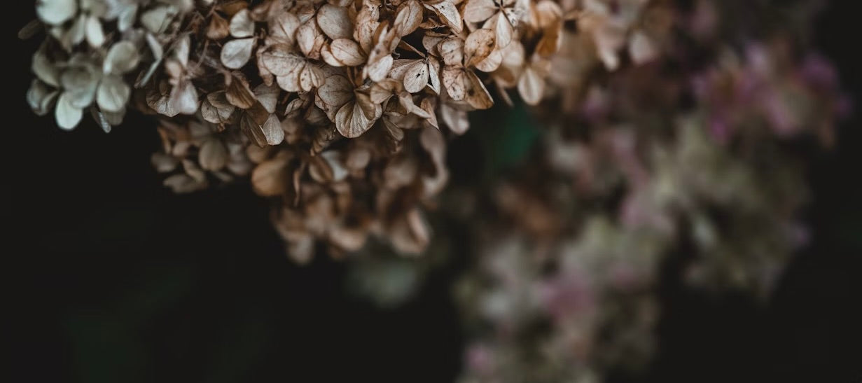 Faux Flowers | Dried Botanical