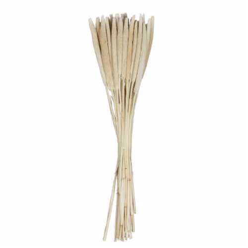 Babala Bleached Stems