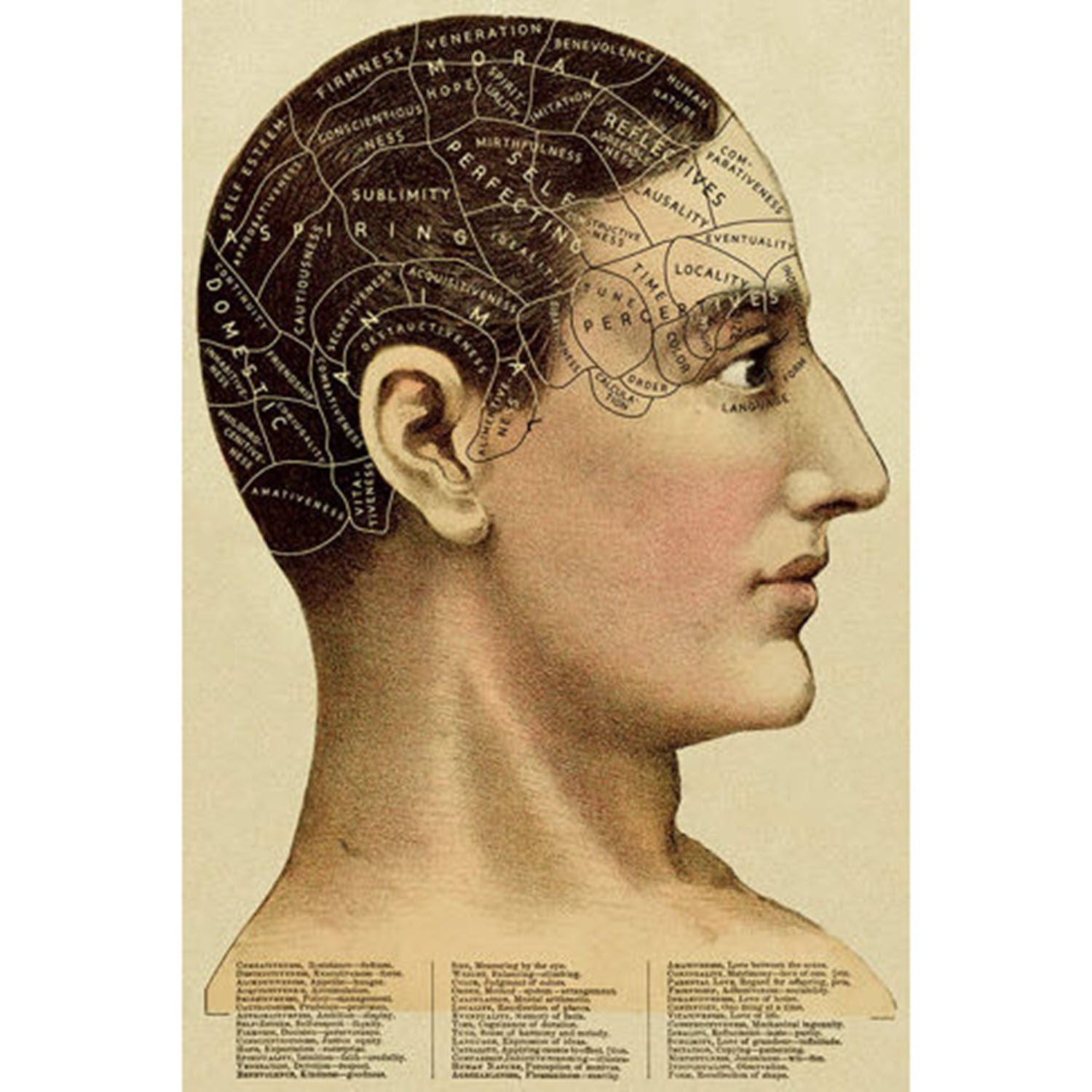 Illustration Phrenology Art Print