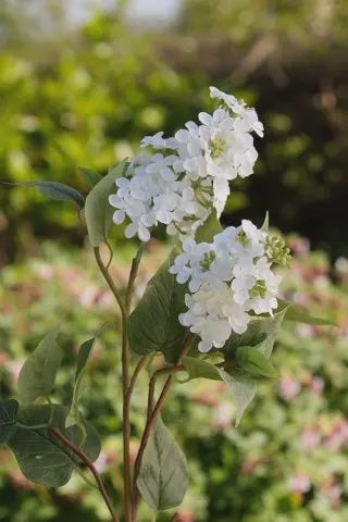 Double Headed White Lilac Stem