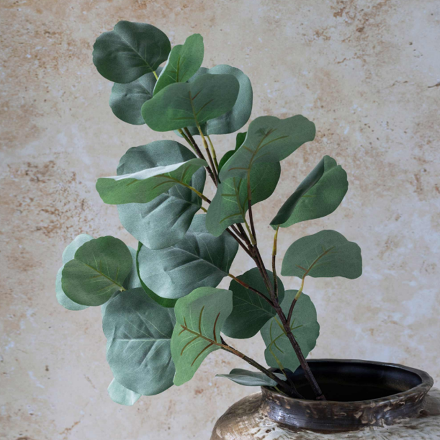 Eucalyptus Silver Dollar
