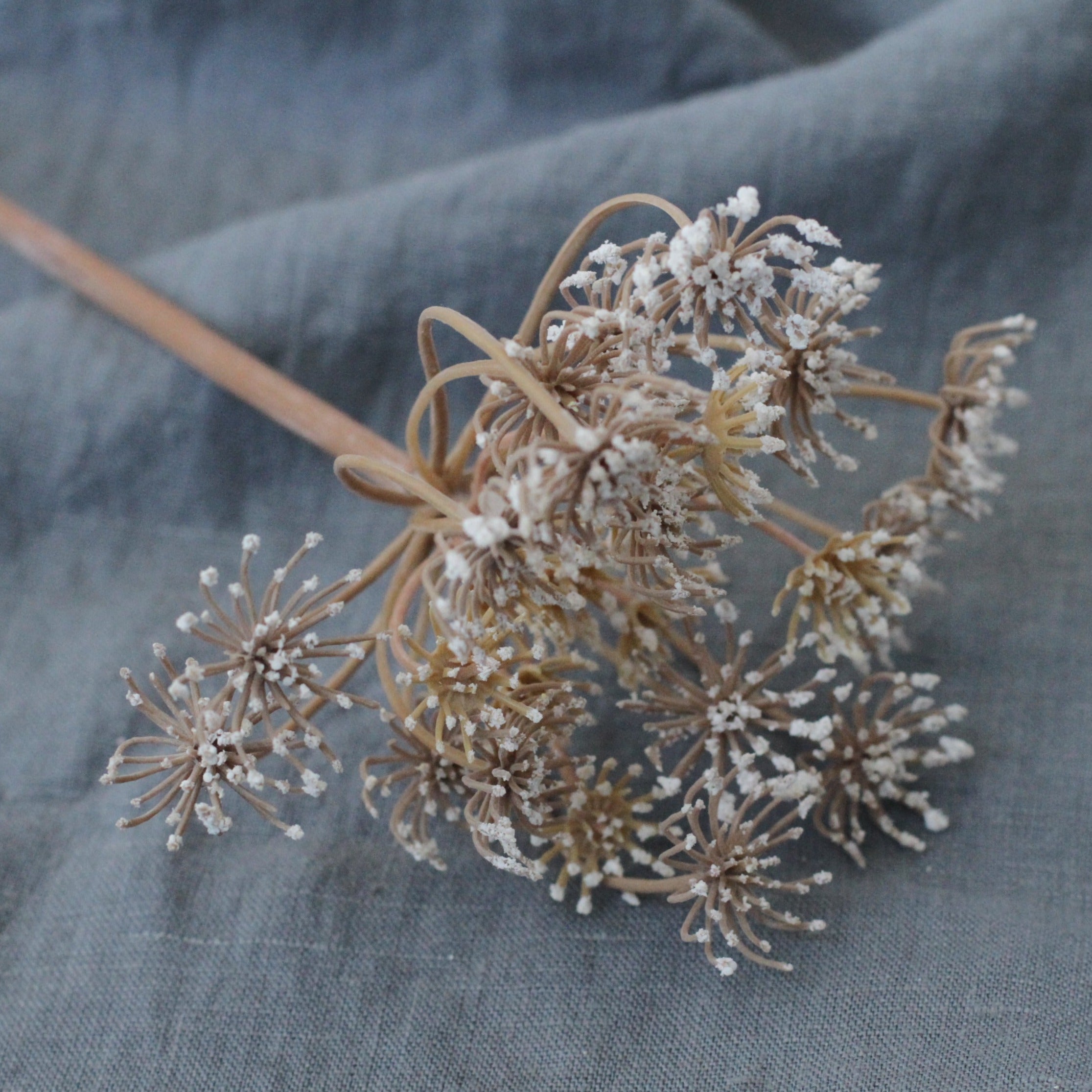Queen Anne's Lace Stem
