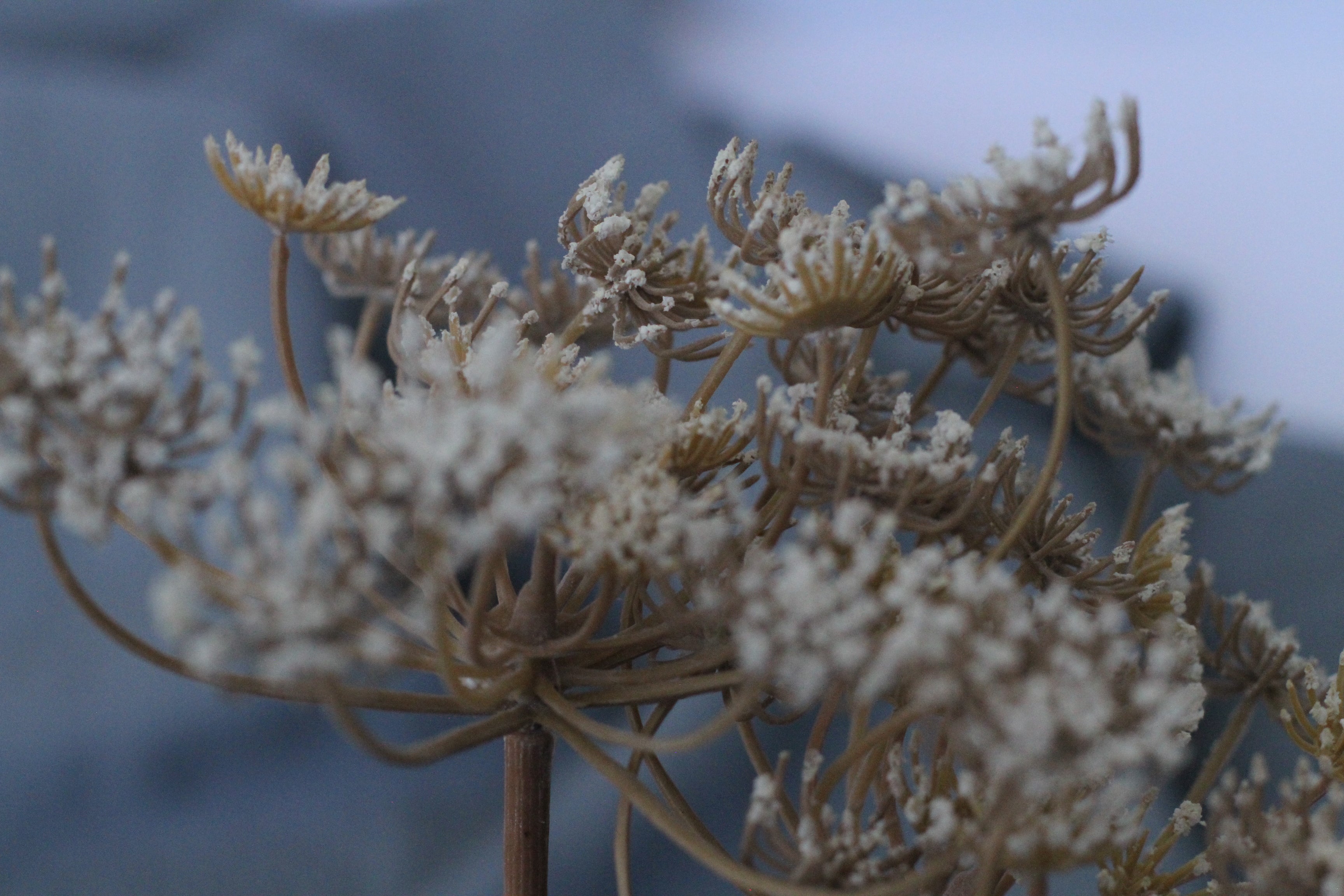 Queen Anne's Lace Stem