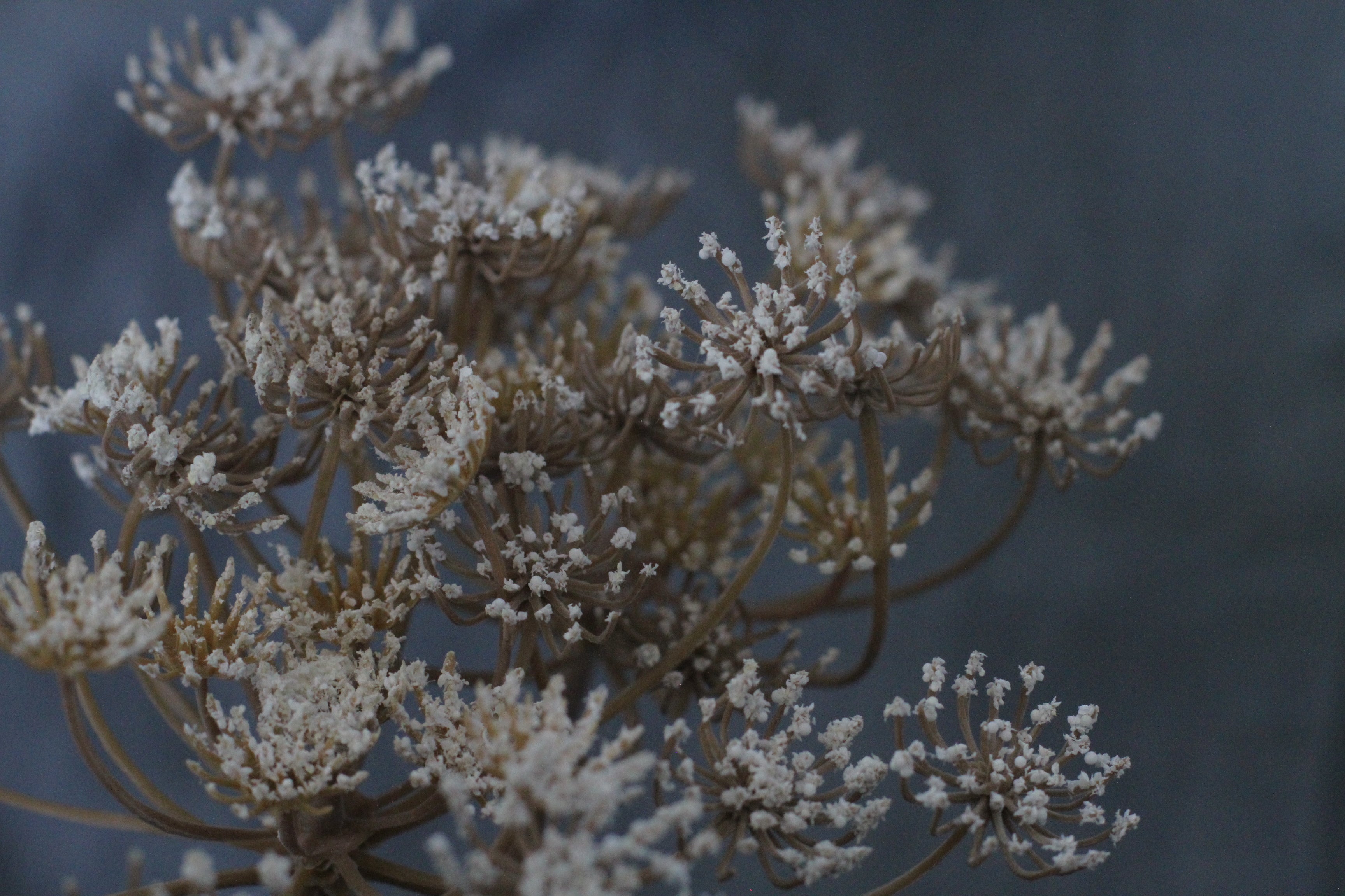 Queen Anne's Lace Stem