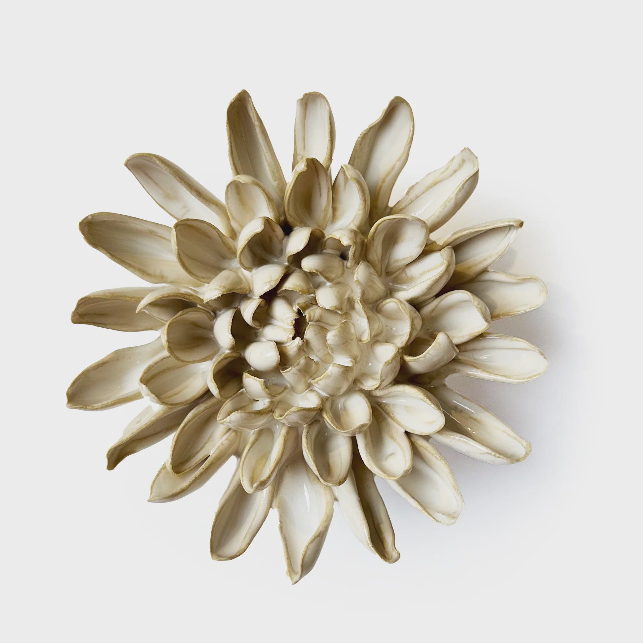 Coral Ivory Chrysanthemum