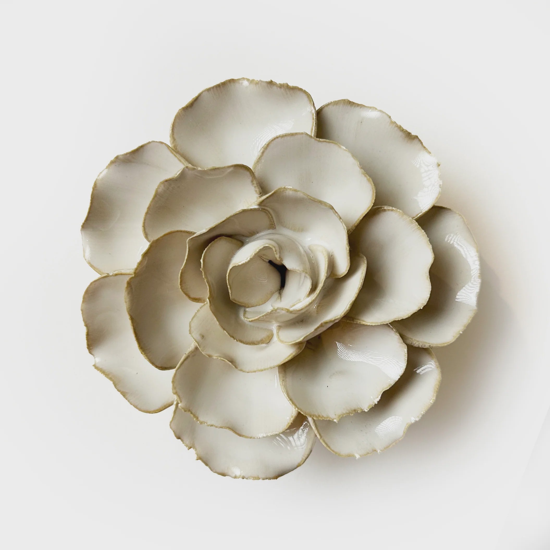 Ivory Ranunculus