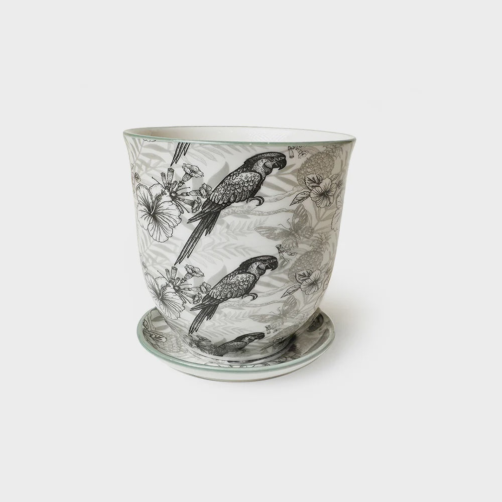 Liberte 5 Parrot Cup & Saucer