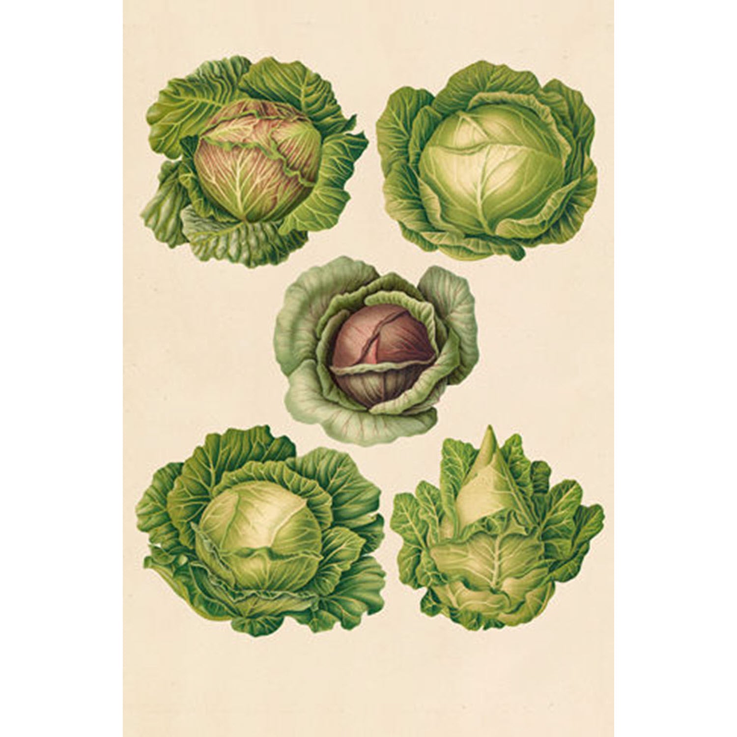 Simple Veggies Cabbage