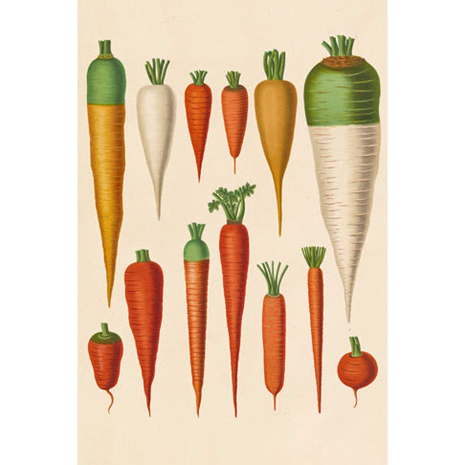 Simple Veggies Carrots