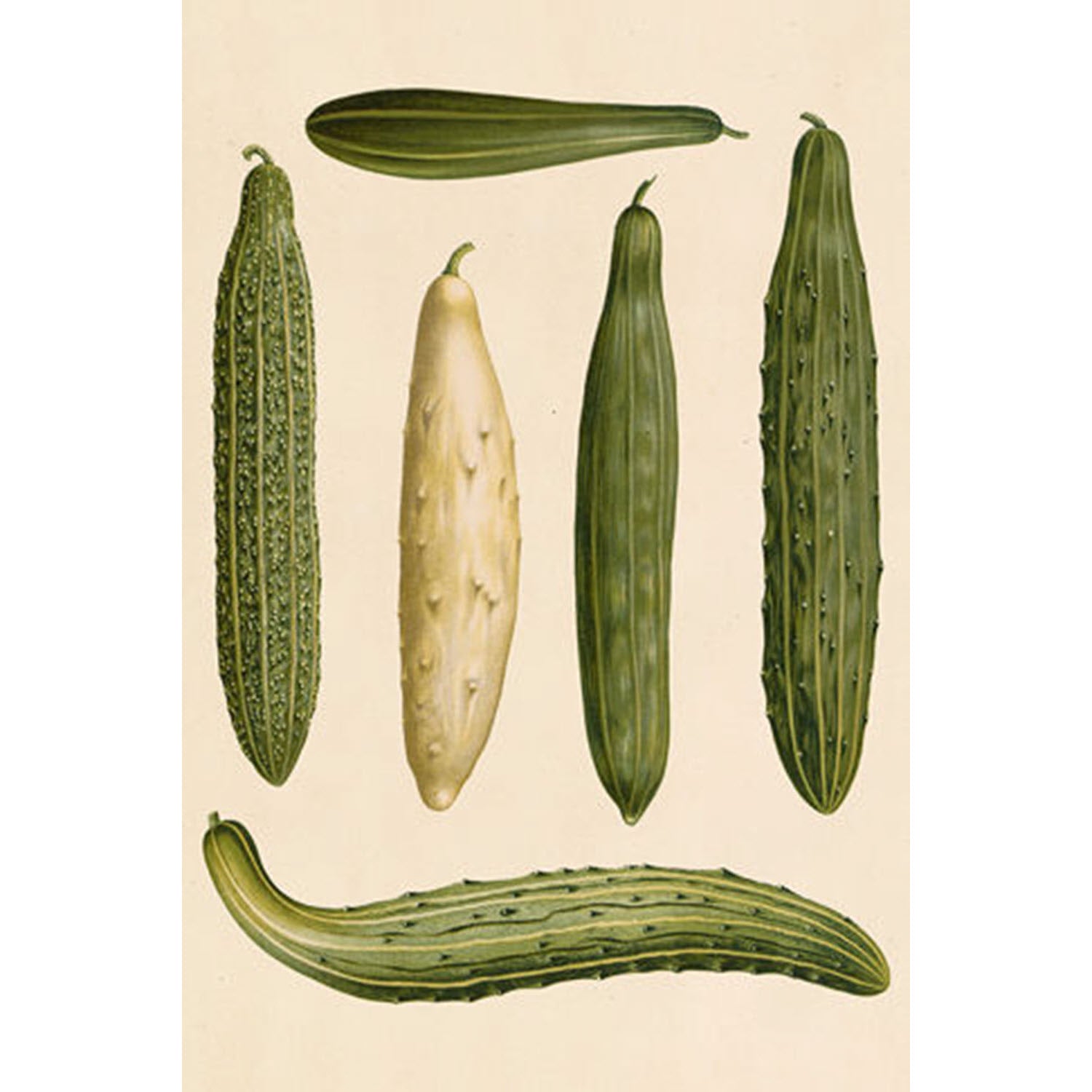 Simple Veggies Cucumber