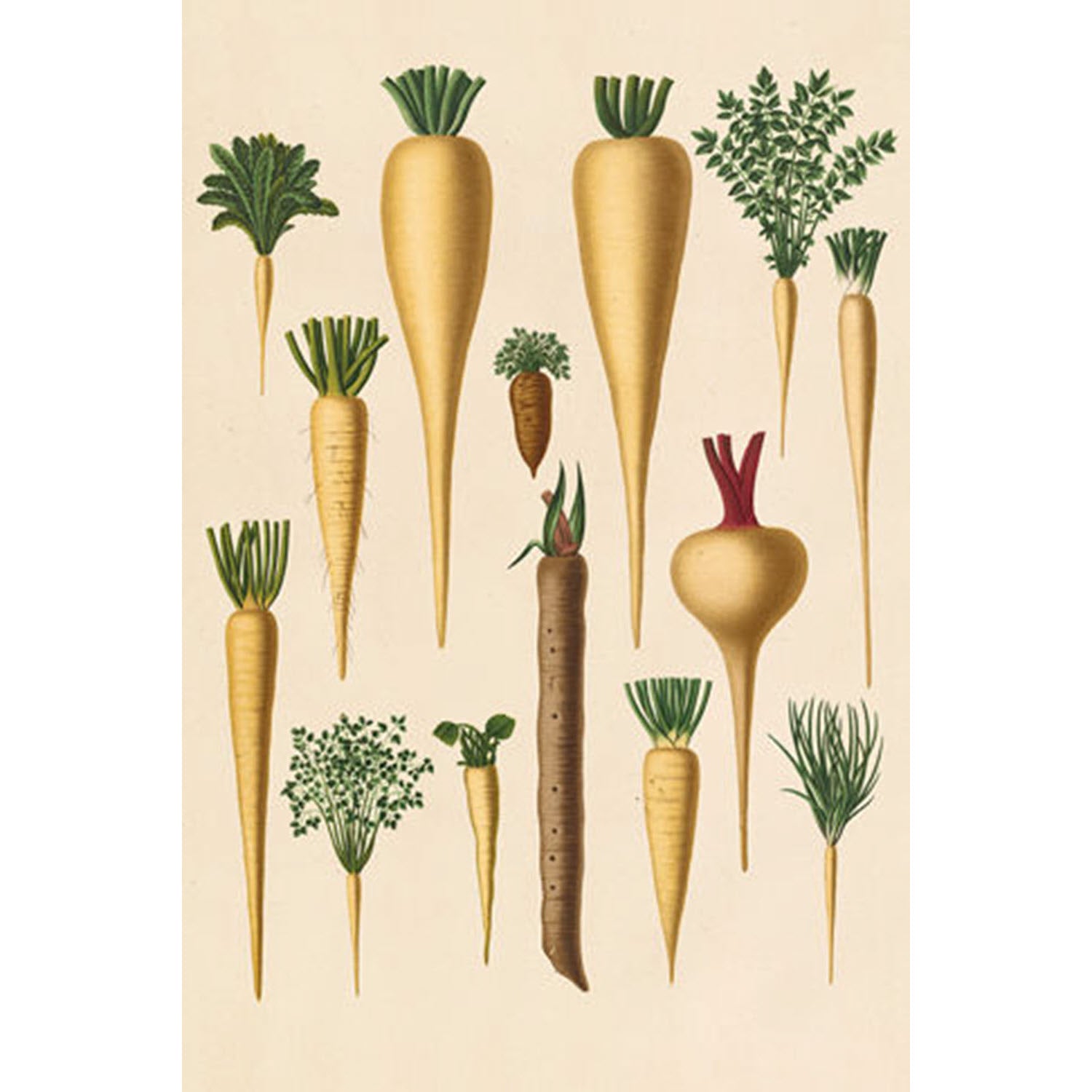Simple Veggies Beets 2