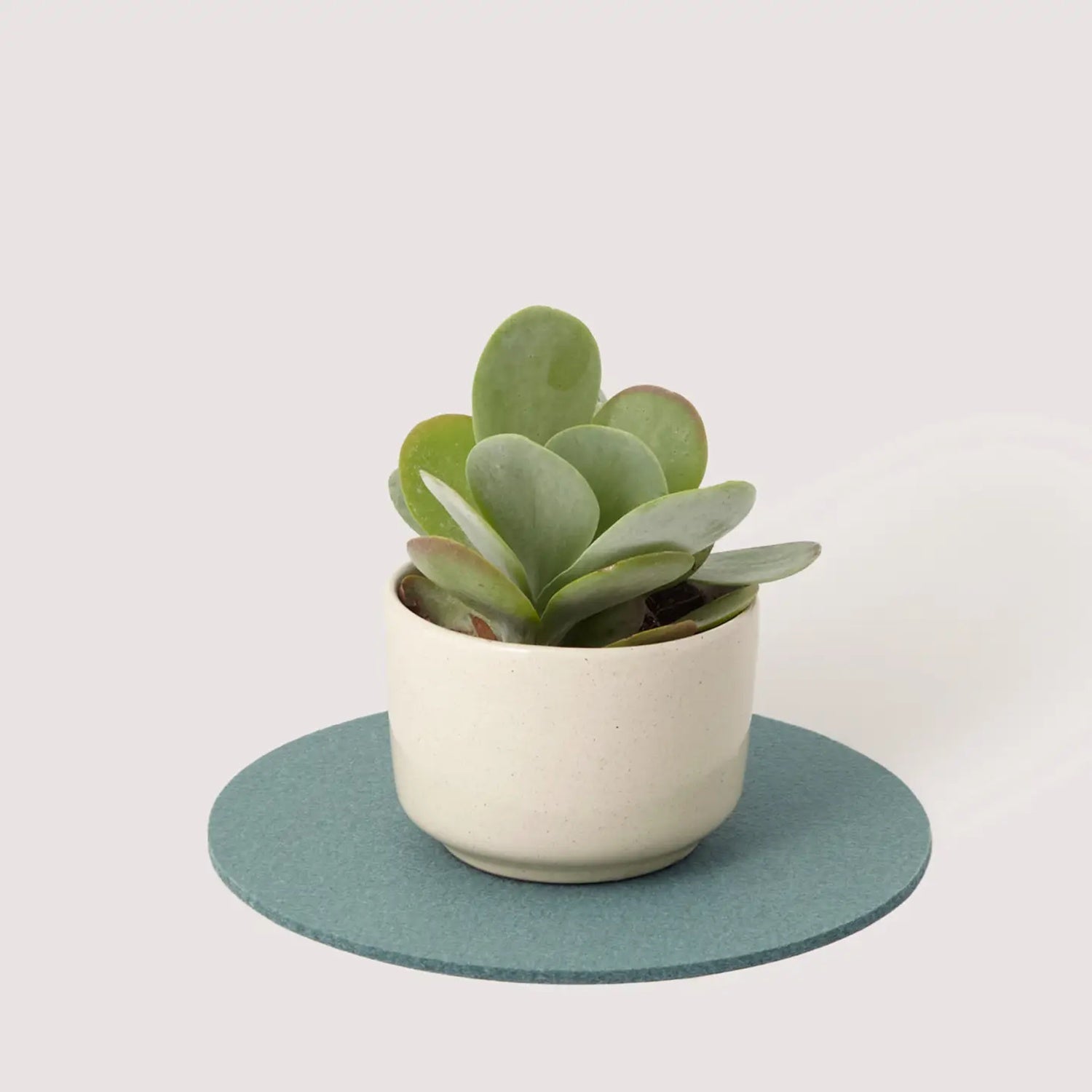 Spruce Round Merino Wool Trivet