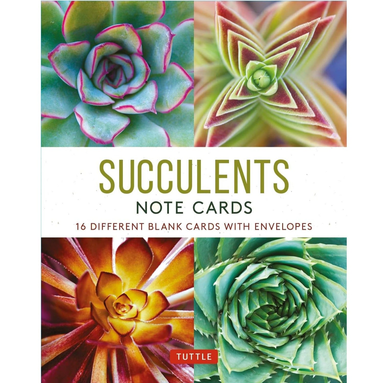Succulents Notecards