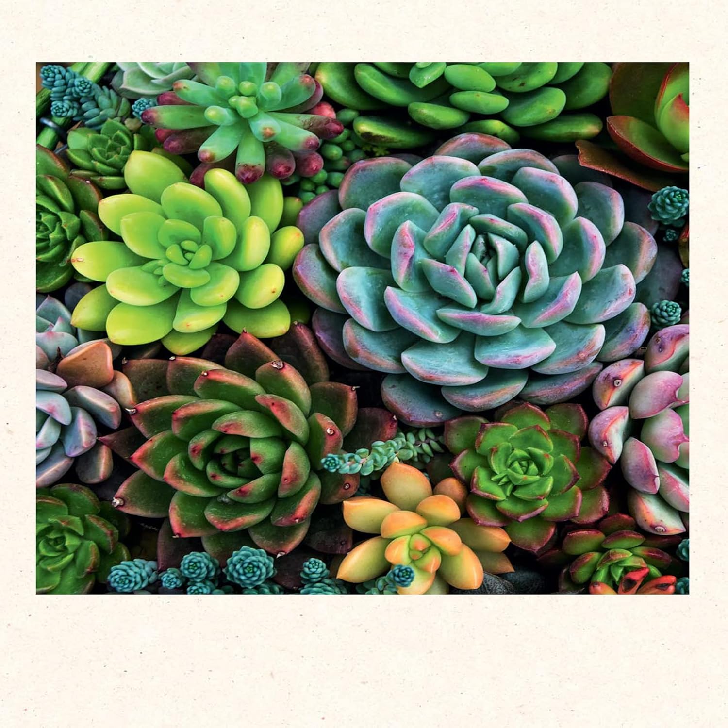 Succulents Notecards