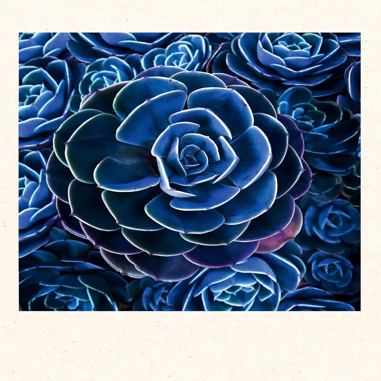 Succulents Notecards