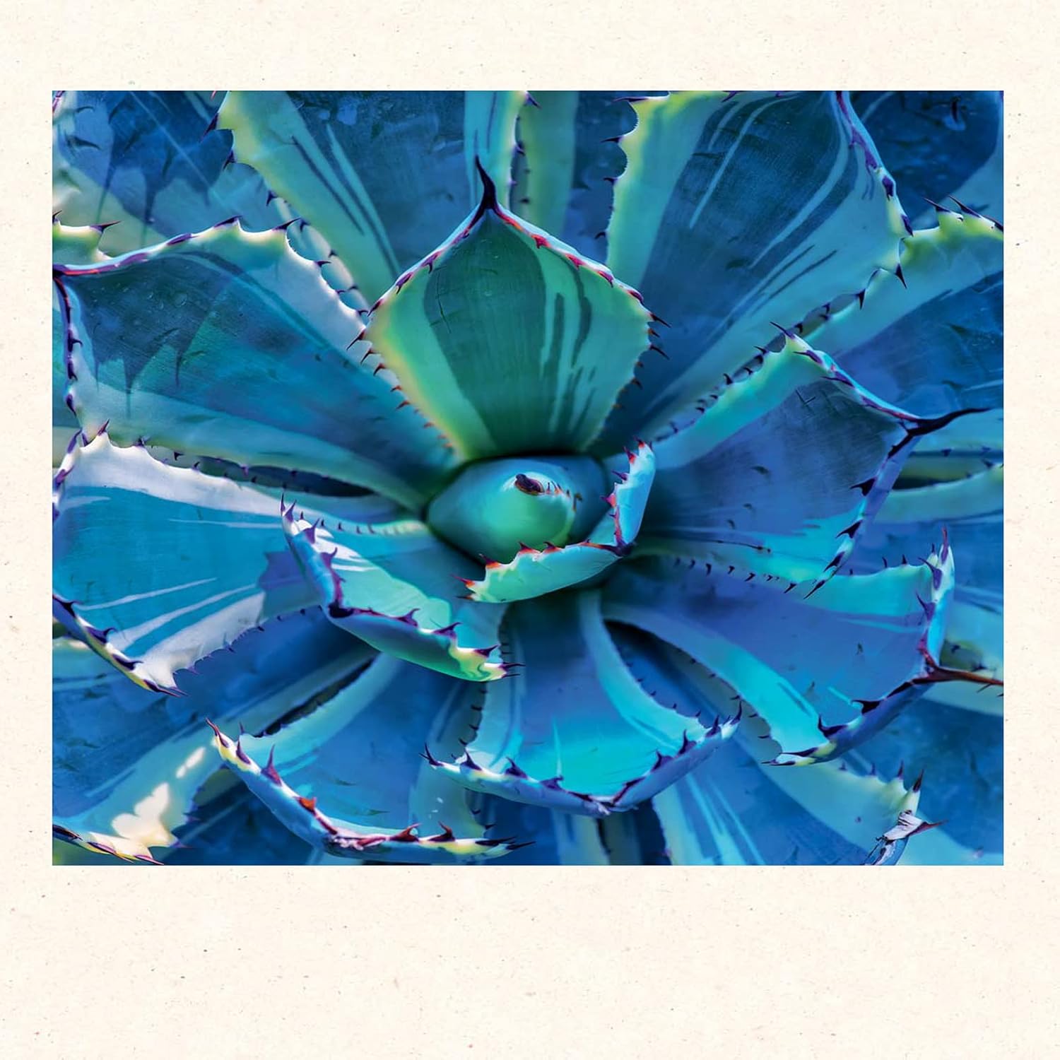 Succulents Notecards