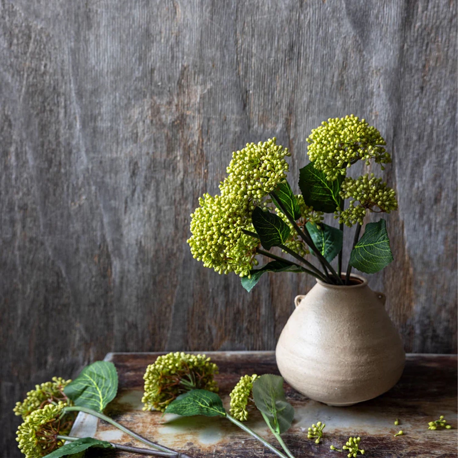 Viburnum Olive Buds