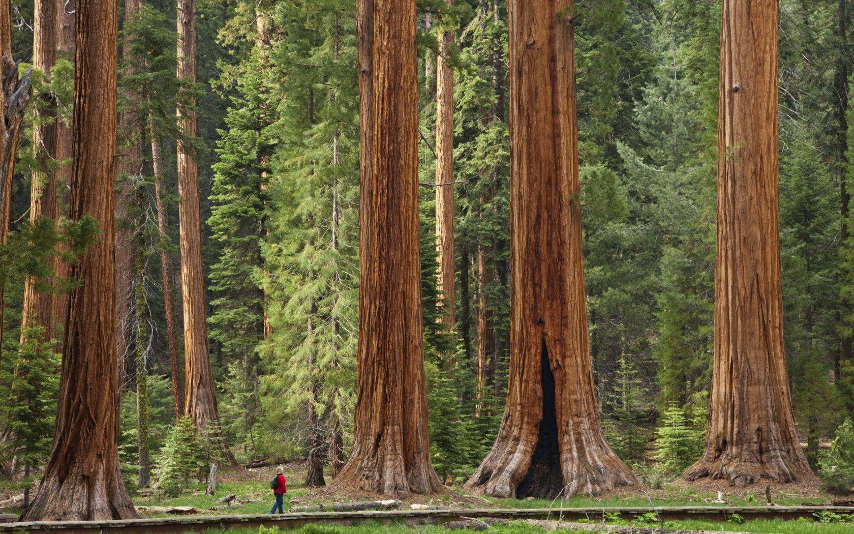 Sequoia National Parks Candle