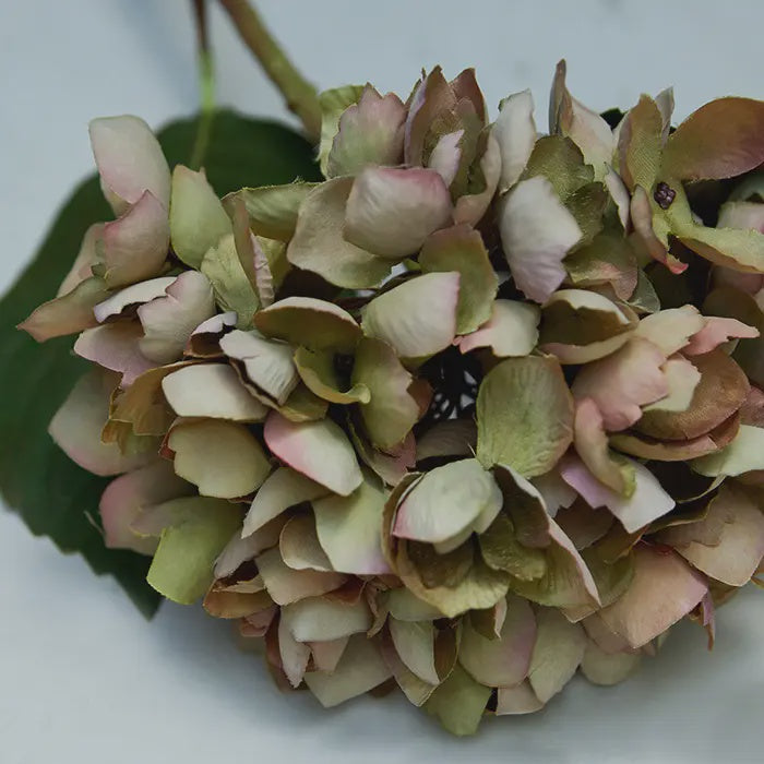 Hydrangea Dusk Stem