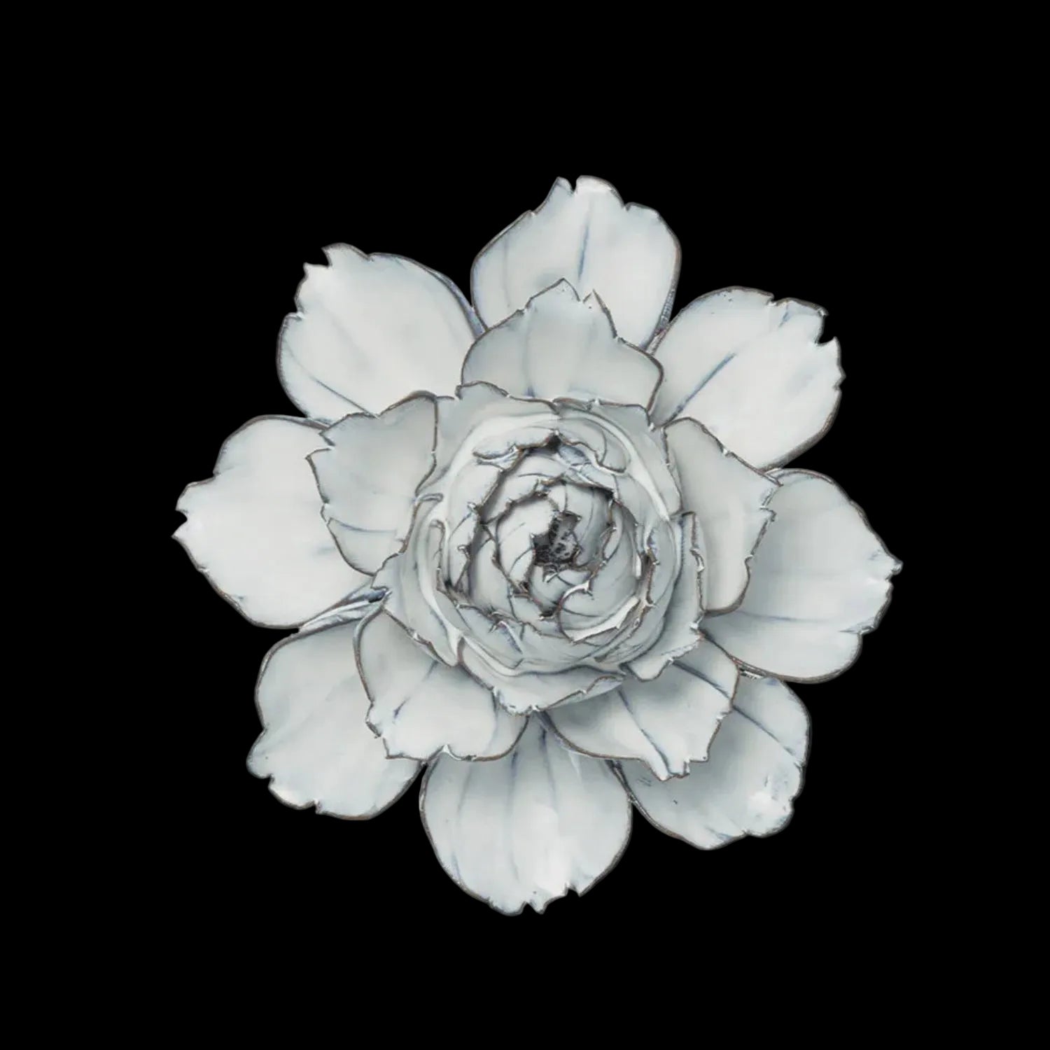 Nantucket White Camelia