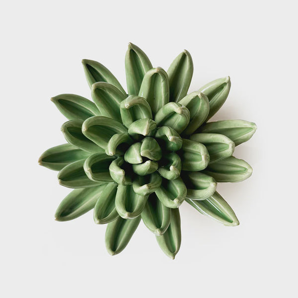 Coral 13 Green Large Succulent