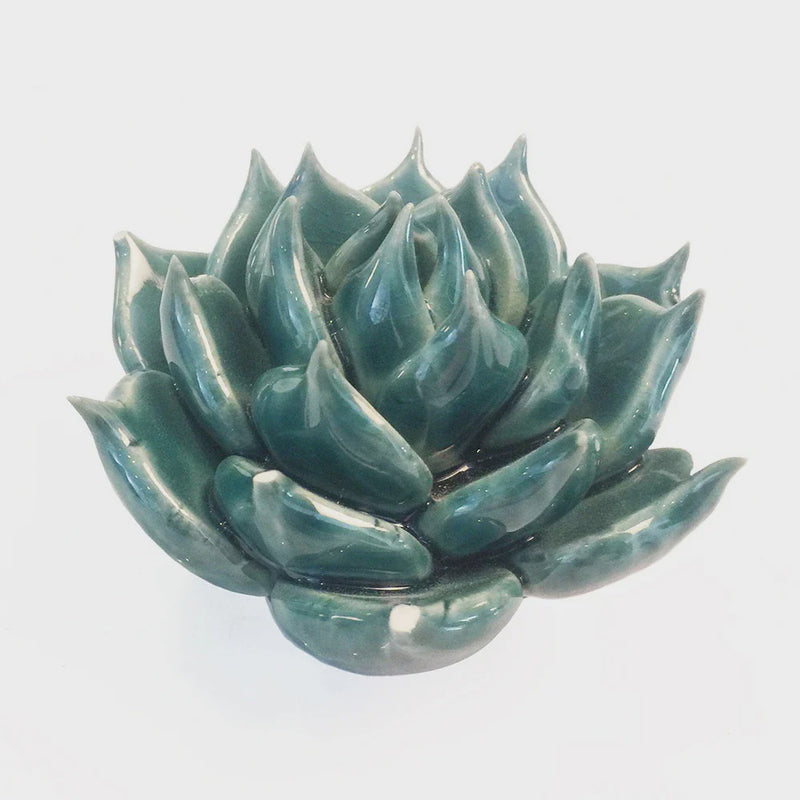 Coral 11 Succulent Teal